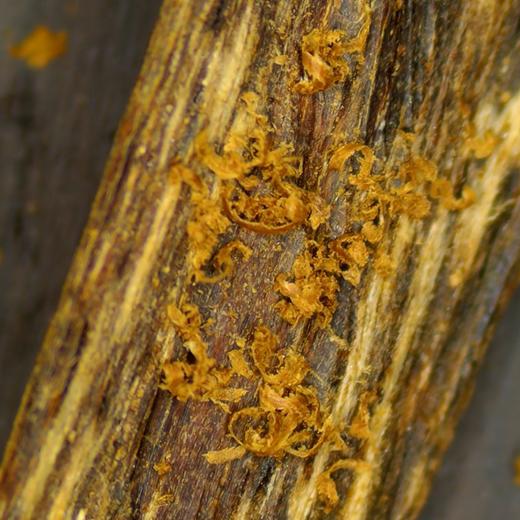 【打包】天然达拉干沉香/90%沉水/20.1克/一共5份/SP11046 商品图1