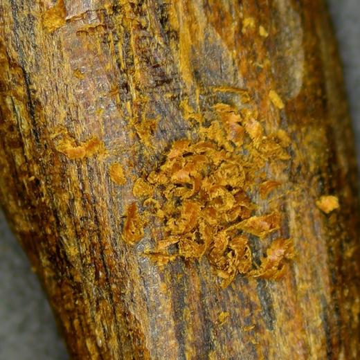 【打包】天然老惠安沉香/沉水级/20克/一共5份/SP12356 商品图1