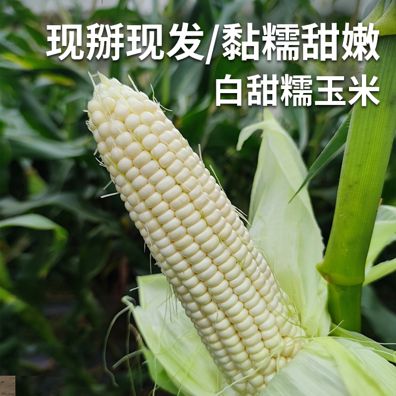 密云现掰白甜糯玉米 鲜食玉米 蒸煮软糯香甜