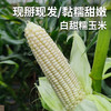 密云现掰白甜糯玉米 鲜食玉米 蒸煮软糯香甜 商品缩略图0