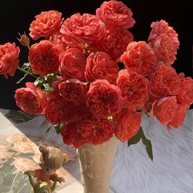 【AB级红果汁多头玫瑰.第二件减10元】5支/份  长约55-60cm