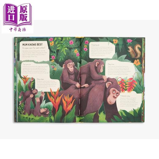 预售 【中商原版】大猩猩吃香蕉吗 Do Gorillas Eat Bananas 英文原版 儿童科普绘本 自然科学知识读物 动物百科 进口童书 精装 商品图4