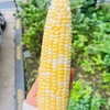 【多送3根！！】云南冰糖水果玉米丨籽粒饱满多汁，一口爆浆，清甜少渣，生熟两吃，甜似冰糖，既有水果的甜度，又有粗粮的营养，老少皆宜的优质生鲜食品。⭐️顺丰快递 商品缩略图2