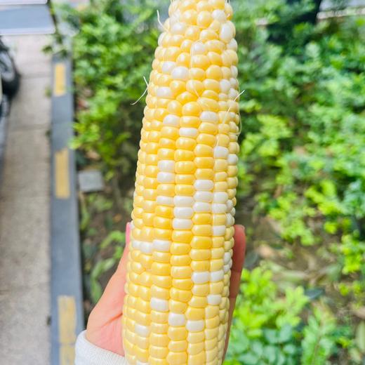 【多送3根！！】云南冰糖水果玉米丨籽粒饱满多汁，一口爆浆，清甜少渣，生熟两吃，甜似冰糖，既有水果的甜度，又有粗粮的营养，老少皆宜的优质生鲜食品。⭐️顺丰快递 商品图2