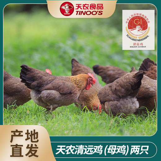 广东地标清远鸡/清远老母鸡/盐焗清远鸡/清远鸡小公鸡/鲜鸡蛋 白切炖汤都好吃 商品图0