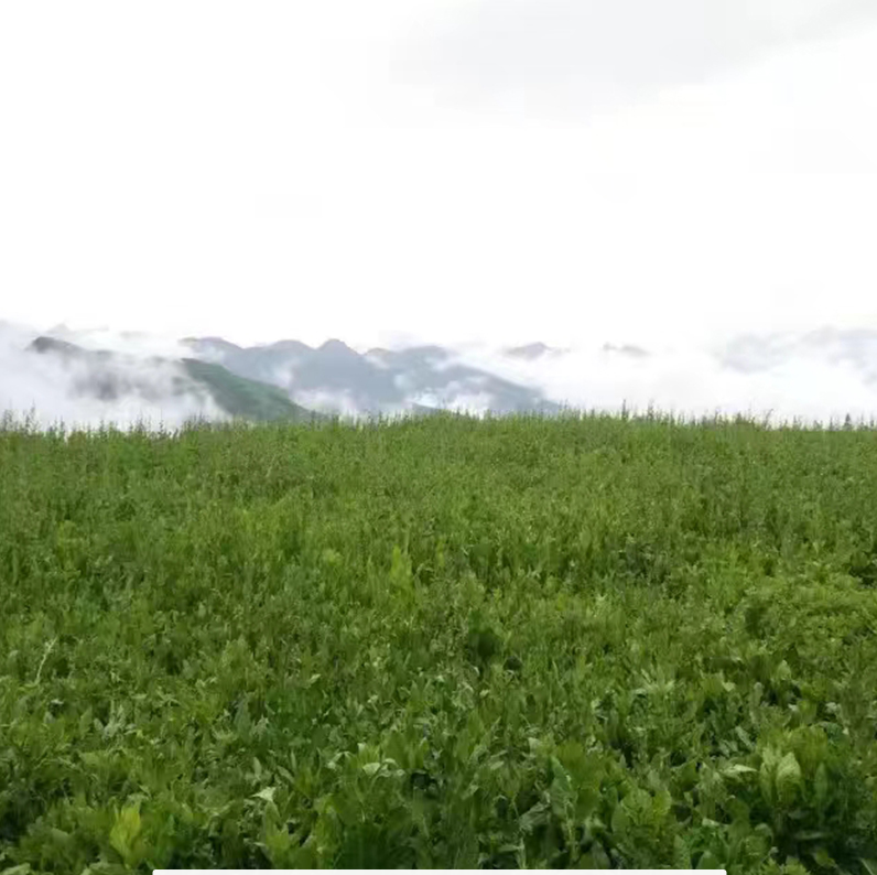 苦菊草