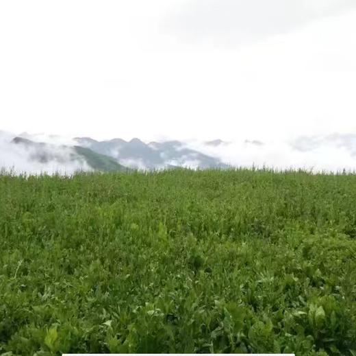 苦菊草 商品图0