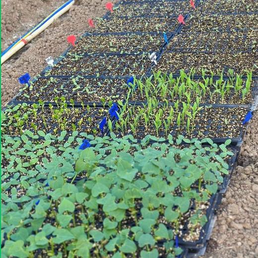 【应季生态自选蔬菜】 生态种养 新鲜采摘 不过水不打保鲜 每周二/周五发货 商品图3