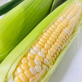【多送3根！！】云南冰糖水果玉米丨籽粒饱满多汁，一口爆浆，清甜少渣，生熟两吃，甜似冰糖，既有水果的甜度，又有粗粮的营养，老少皆宜的优质生鲜食品。⭐️顺丰快递