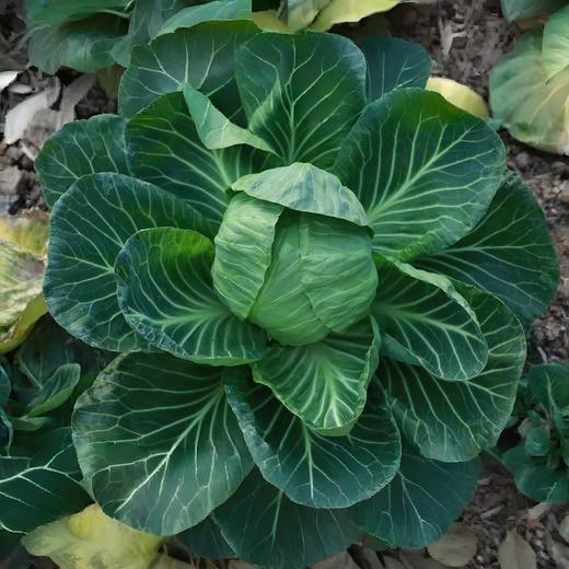 【应季生态自选蔬菜】 生态种养 新鲜采摘 不过水不打保鲜 每周二/周五发货 商品图2