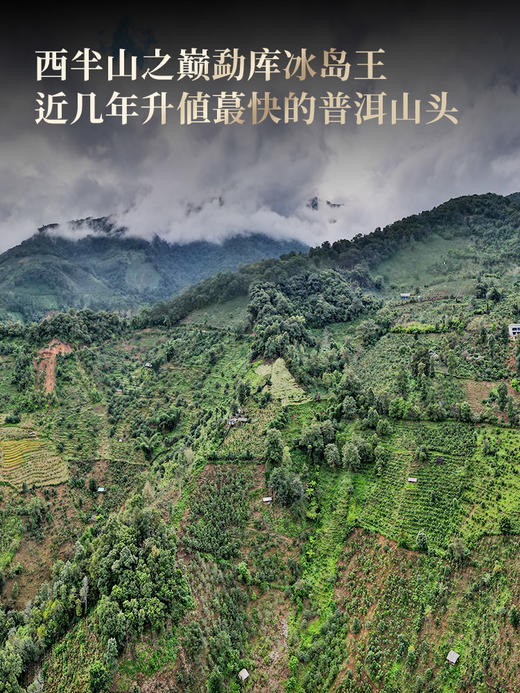 4月27日中午12点【冰岛王散茶】2026年头春头采临沧茶区滋味鲜甜纯净甘洌如泉 茶韵清劲如山风呼啸。 商品图1