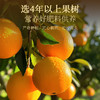 杞里香 广东老陈皮100g罐 泡水、煲汤、熬粥皆可；陈皮礼盒杞里香200g（2罐）礼盒、80g铁罐陈皮（赠礼袋）送礼有面15 商品缩略图2