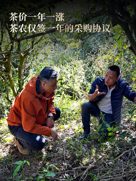4月27日中午12点【冰岛王散茶】2026年头春头采临沧茶区滋味鲜甜纯净甘洌如泉 茶韵清劲如山风呼啸。 商品图8