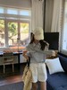 【cosAcosB高腰阔腿通勤五分裤】韩代订单 高腰A字版型 商品缩略图8