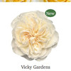 Vicky Gardens 胜利花园10支 商品缩略图0