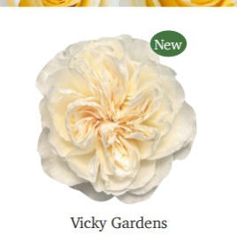 Vicky Gardens 胜利花园10支