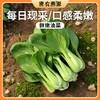 密云鲜嫩油菜300g  叶肥肉厚  清新爽口  鲜嫩美味 商品缩略图0