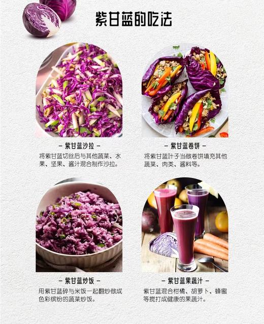【MLT】紫甘蓝 商品图2