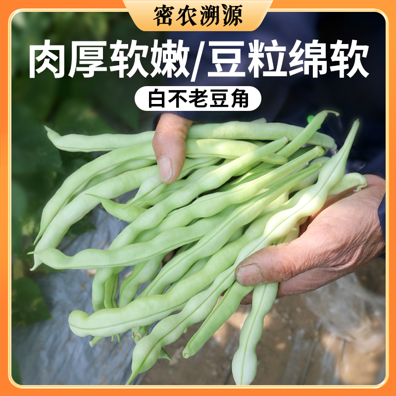 密云现摘白不老豆角400g  新鲜水嫩  无老丝  口感鲜嫩、肉厚  适合炖肉、炒食  下饭 架豆角