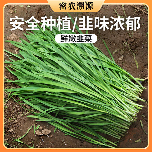 密云现割农家韭菜350g  鲜嫩  色泽深绿  香味浓郁  做馅佳品 商品图0
