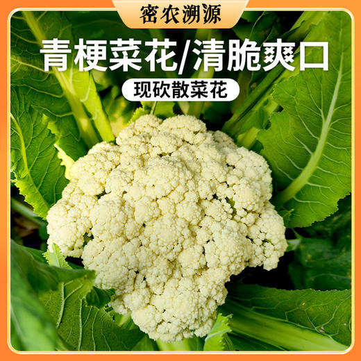 密云现砍散菜花 1斤 松散个大  脆嫩爽口 脆而不烂 商品图6