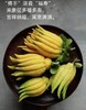 2026云南香薰佛手柑 一果多用的东方雅趣 云南基地直发到家基地直邮 商品缩略图3