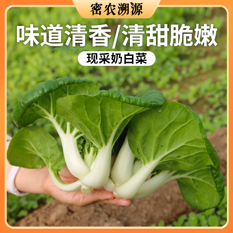 密云现采奶白菜300g  口感柔嫩  鲜甜爽口  可荤可素  可炒可汤可馅