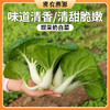 密云现采奶白菜300g  口感柔嫩  鲜甜爽口  可荤可素  可炒可汤可馅 商品缩略图0
