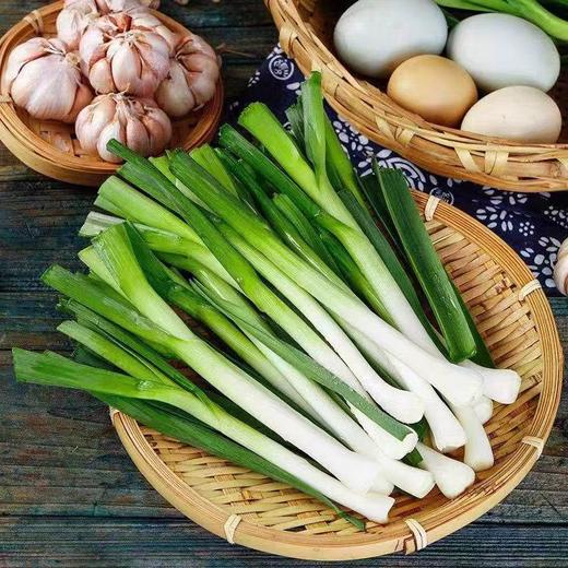 【MLT】蒜苗 商品图2