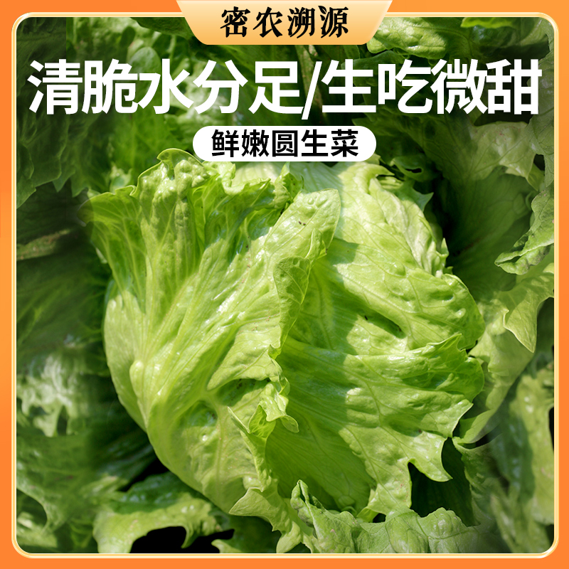 北京新鲜生菜400g  农家圆生菜  球生菜  脆嫩清甜  新鲜蔬菜