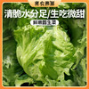 北京新鲜生菜400g  农家圆生菜  球生菜  脆嫩清甜  新鲜蔬菜 商品缩略图0