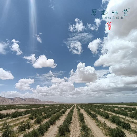 有机红枸杞（成都仓库-顺丰快递）| 130g/罐，来自青海格尔木，生产者：刘江丽【合作生产，公平贸易】 商品图8
