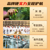 【福利】澜沧古茶2024茶妈妈手冲普洱熟茶挂耳茶自饮便携办公好茶 商品缩略图5