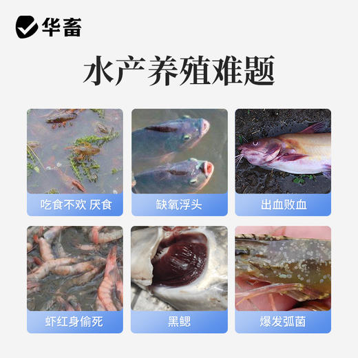 华畜硝化细菌水产养殖专用生物降氨氮亚硝酸盐调水净水反硝化细菌 商品图1