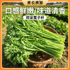 密云现拔蒿子秆 300g  清新爽口   鲜嫩水润  适合涮火锅 商品缩略图0