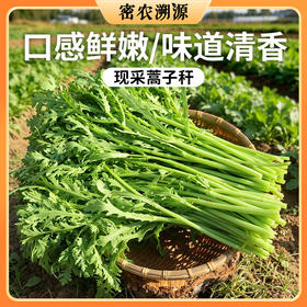 密云现拔蒿子秆 300g  清新爽口   鲜嫩水润  适合涮火锅
