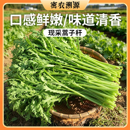 密云现拔蒿子秆 300g  清新爽口   鲜嫩水润  适合涮火锅 商品图0