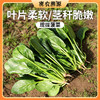 密云现摘菠菜 300g 细嫩爽口   新鲜小菠菜  适合做汤火锅 商品缩略图0