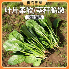 密云现摘菠菜 300g 细嫩爽口   新鲜小菠菜  适合做汤火锅