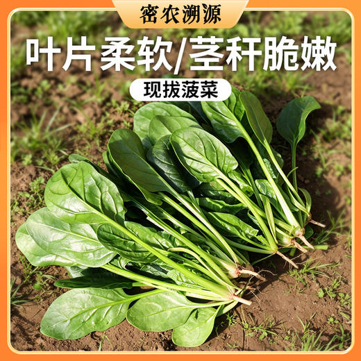 密云现摘菠菜 300g 细嫩爽口   新鲜小菠菜  适合做汤火锅 商品图0