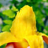 果倍优贵妃芒5斤装【分仓直发，72小时发货，周末节假日不发货】 商品缩略图7