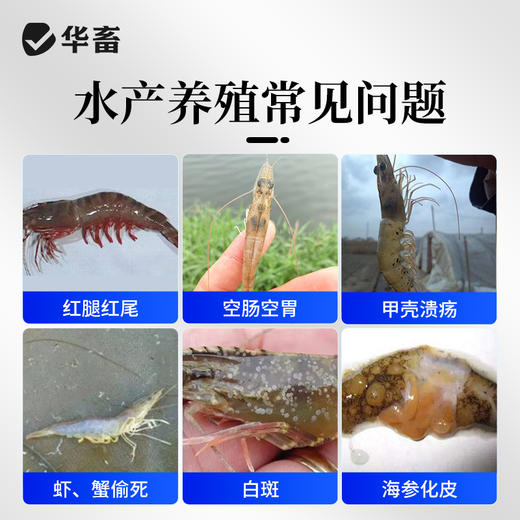 华畜弧菌克星弧菌净水产养殖对虾鱼杀菌虾偷死白斑空肠空胃噬害菌 商品图1