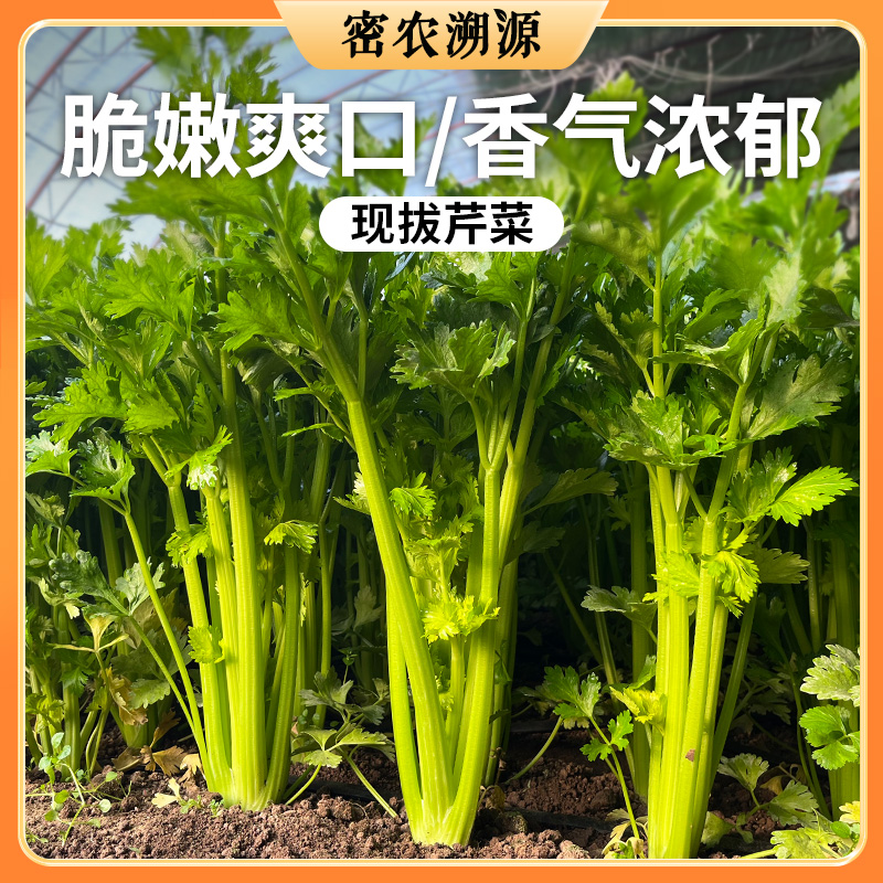 新鲜芹菜 1斤  茎绿多汁  鲜嫩清脆 香味浓郁 杆粗适合炒着吃