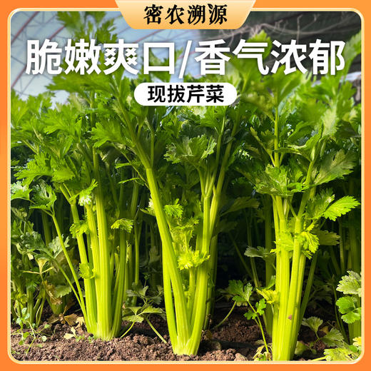新鲜芹菜 1斤  茎绿多汁  鲜嫩清脆 香味浓郁 杆粗适合炒着吃 商品图0