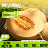 新疆至爱哈密瓜 脆甜多汁 绿色食品认证 一藤一瓜 国货之光 黄皮黄肉 现摘现发 商品缩略图0