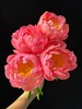 精品落日珊瑚芍药花5支 商品缩略图2