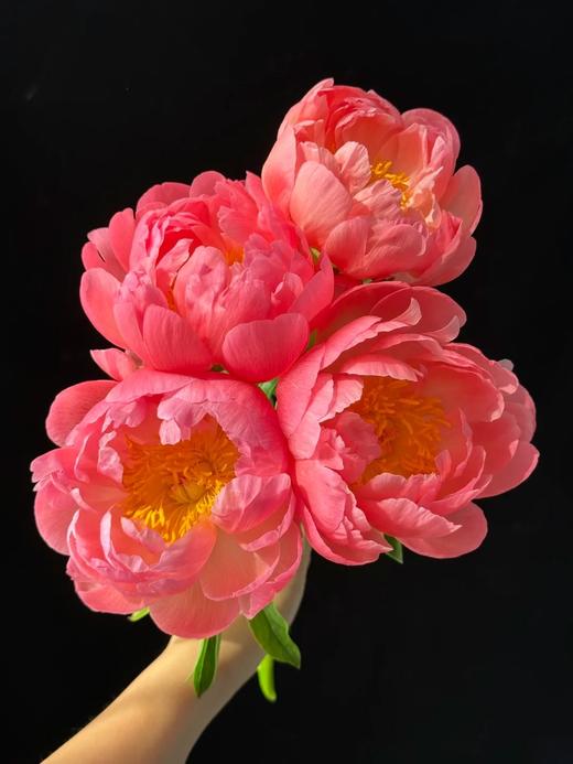 精品落日珊瑚芍药花5支 商品图2