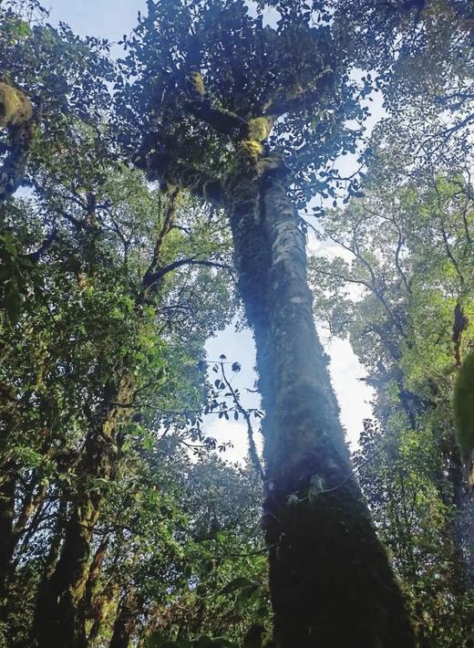 4月28日中午12点【水蜜桃荒野红茶】2026 年头春一口桃香满山野，天然野韵醉人心，不采用红茶缇香工艺，越陈越香 自然蜜桃香 丝滑细腻甜100克/罐 商品图8