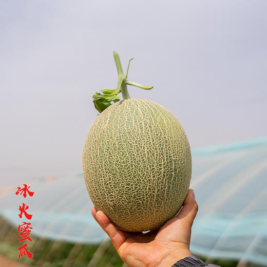 新疆三拼蜜瓜盲盒 三色哈密瓜宝盒 脆甜多汁 一藤一瓜 三种甜蜜 商品图3