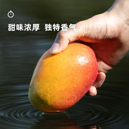 企鹅市集|海南三亚 爱文芒 芒果皇后 浓甜多汁 香气浓郁 商品图3